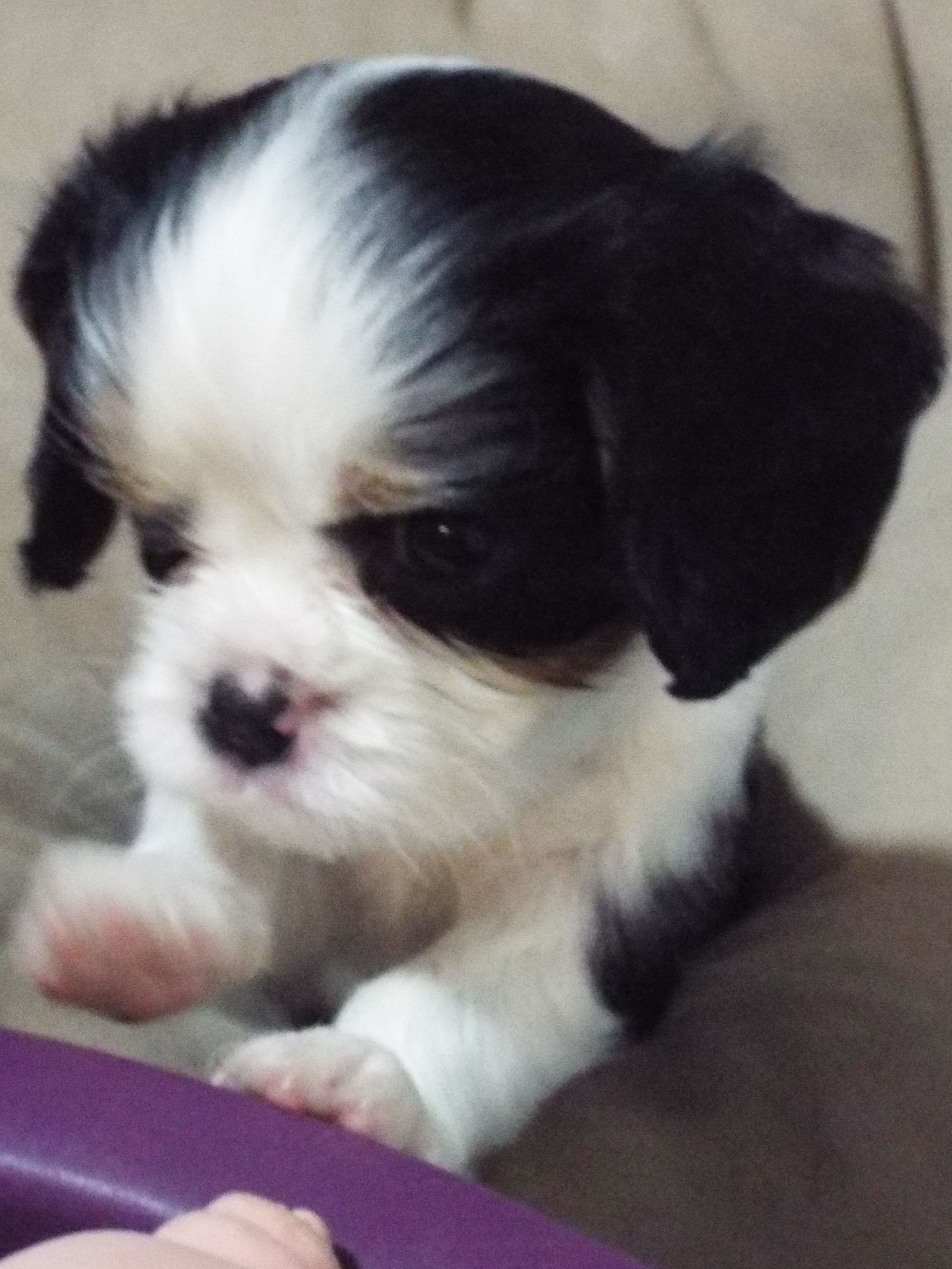 Dolly - 5 Weeks Old.jpg